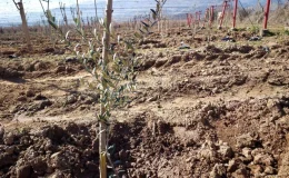 Manisa’nın Alaşehir ilçesinde zeytin üretimi artıyor