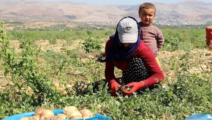 Mevsimlik tarım işçileri ve ailelerine yönelik çalışmalar için genelge yayımlandı